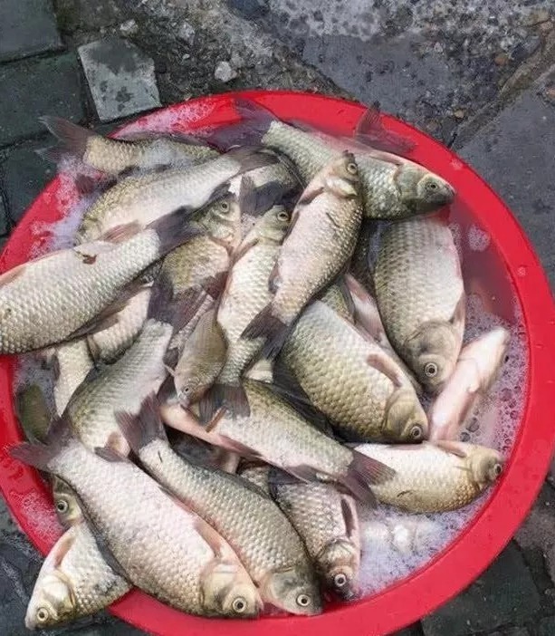 冬天太冷,大板鲫可遇不可求?按这套路来钓,不管在哪都能狂拉