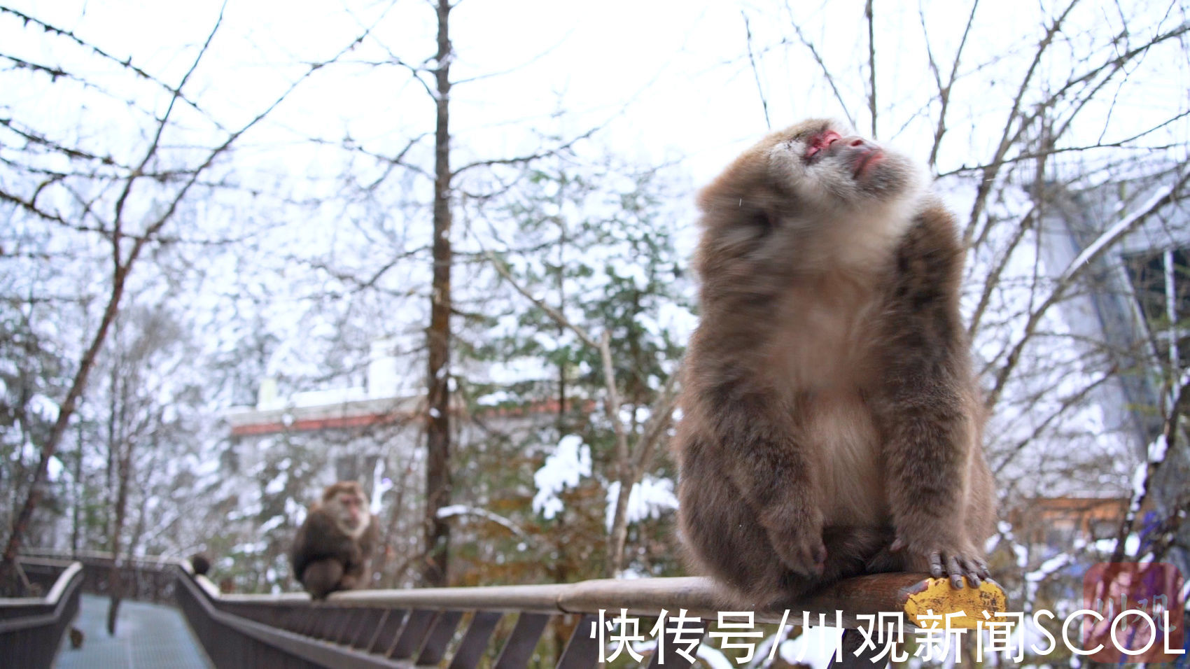 海螺沟|C视频｜在雪山遇见“美猴王”“四目相对”不慌不忙