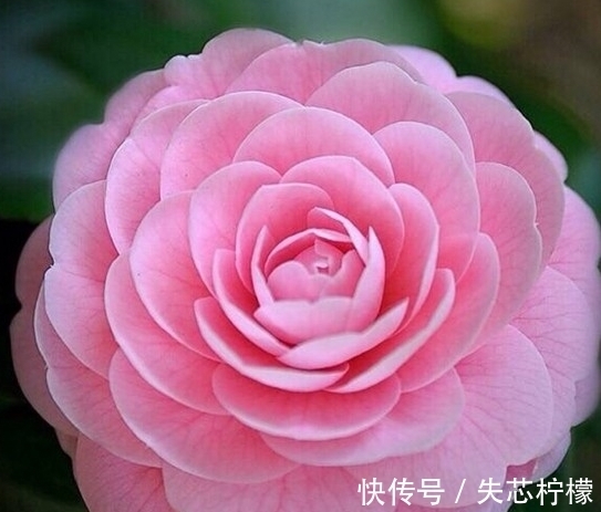 茶花怎样养才能一年比一年开花多,正确疏蕾和追肥必不可少