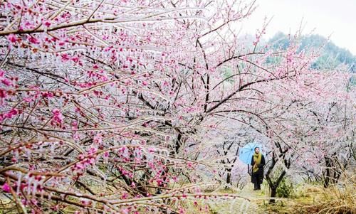 梅花陆续开放！浙江11处赏花胜地即将刷爆朋友圈，第一个就让你惊艳！