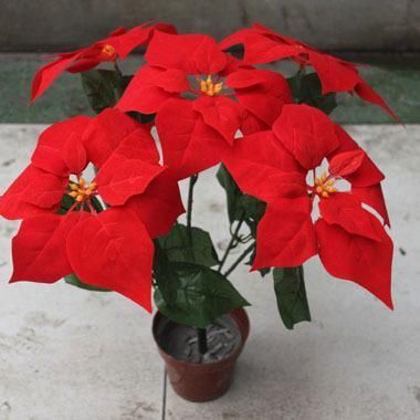 室内养了“2种花”，可谓是毒上加毒，是健康克星，别忽视