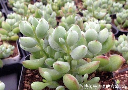 光照|多肉换盆不修根难怪养不好,教你几招,服盆快,后期更好养