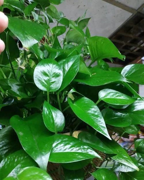 花盆|什么淘米水、啤酒水,都不如1勺溶液,家家都有,养啥旺啥