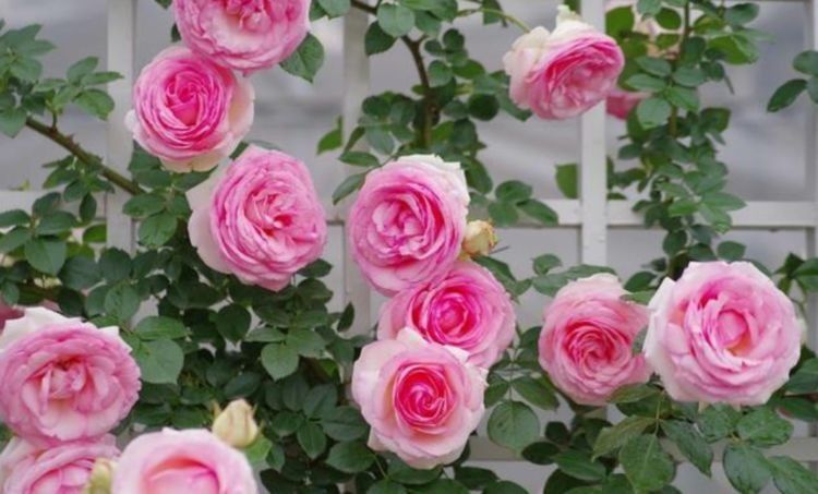 养此款花卉,春风吹开花旺,开花香喷喷,香水都不用买了