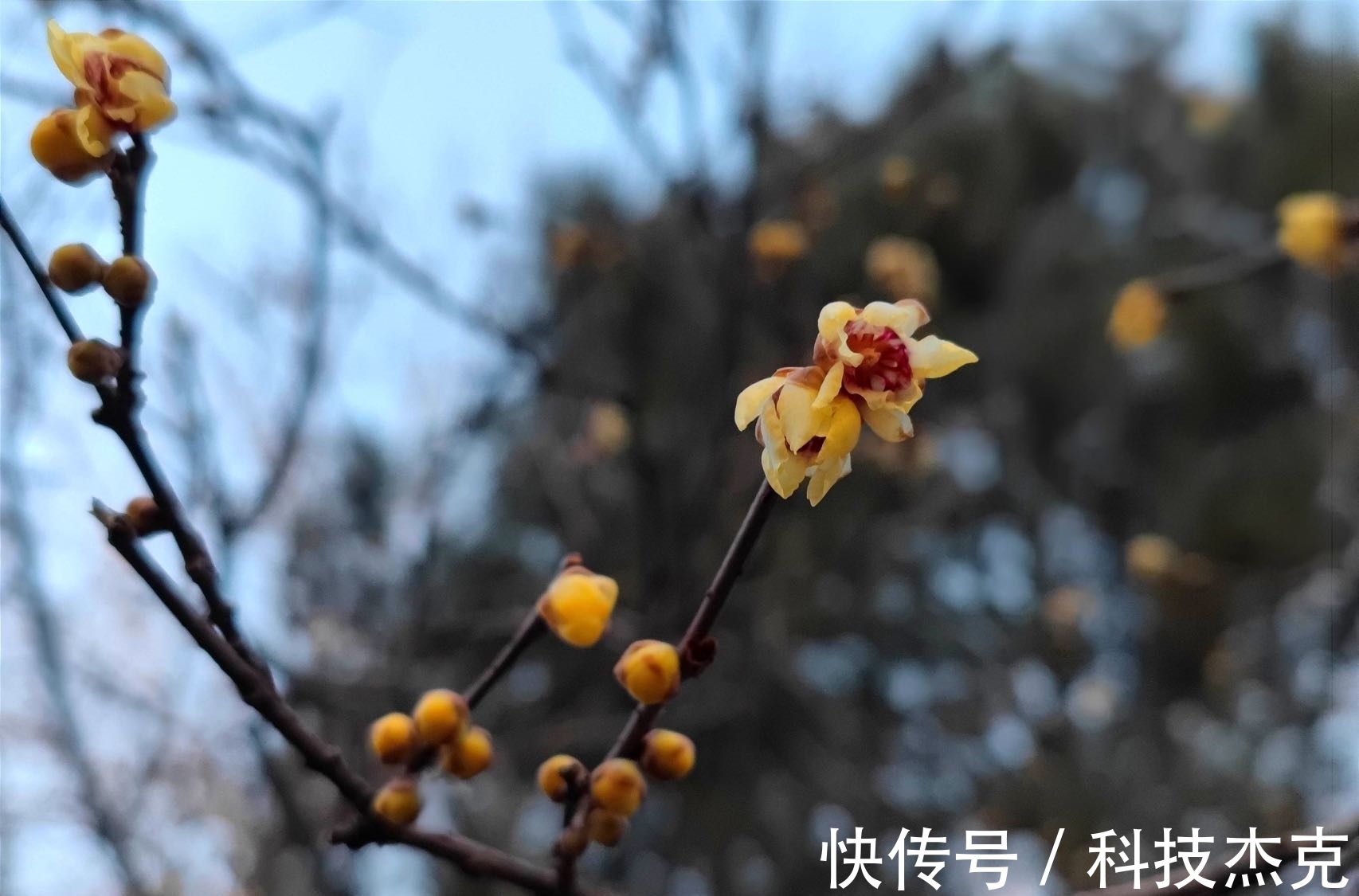 京城梅花先趁小寒开