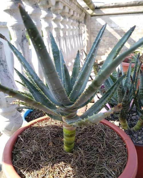 芦荟|教你正确栽培芦荟盆栽,养成老桩身价翻倍,方法简单有效