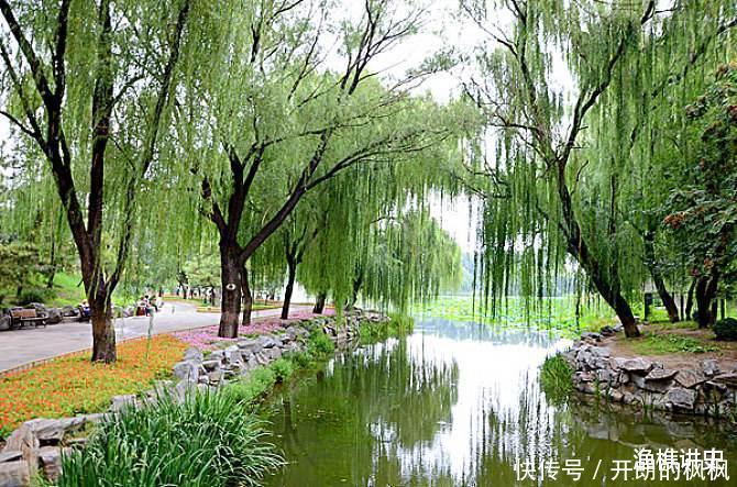 老话说“五树进宅,人穷家败”,为什么这五种树不能种在家里