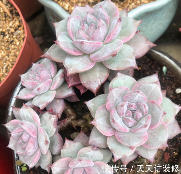 粉蓝鸟控养出状态一点都不输贵货，只要坚持控养，再丑也能逆袭