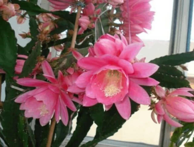 1种花,比蟹爪兰还漂亮,比仙人球还好养,1节枝条,轻松养爆盆!