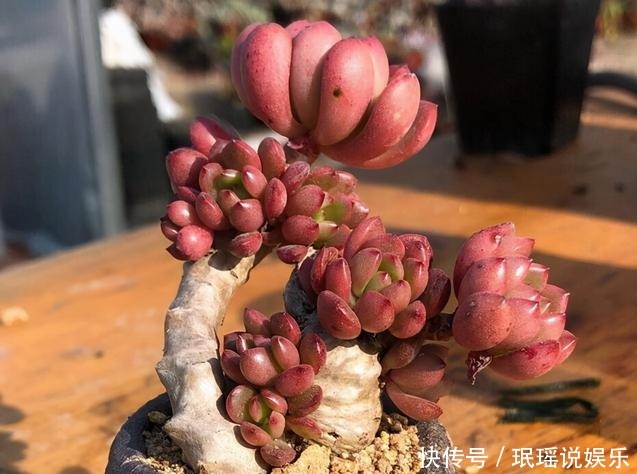 放在阳光|多肉总穿裙子,三个小动作催香气,憋白根冒侧芽,养成群生老桩