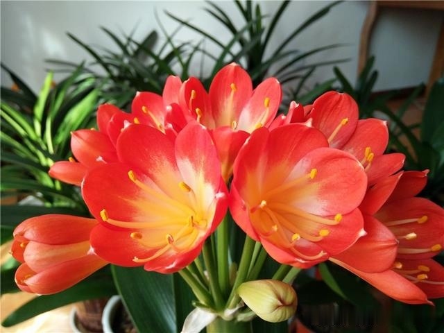 初秋给君子兰“换位置”,2种肥水轮着浇,君子兰叶片油亮爆花旺