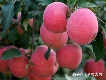 维生素c|早上吃一个苹果,坚持3个月,对身体有益无害,早吃早好