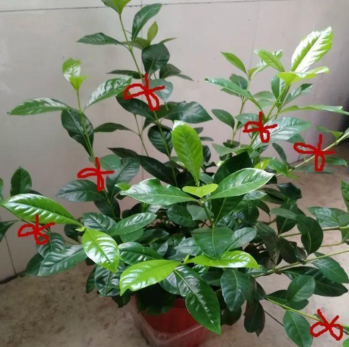 琴叶榕|这些“漂亮花”,7月不修剪,来年没花看,后悔一整年