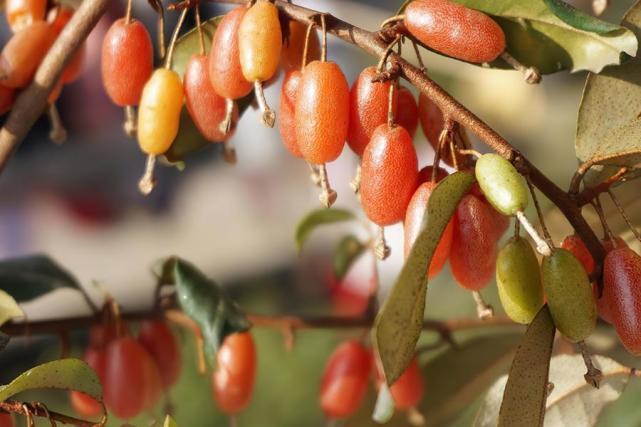 八月瓜|农村野果大全，儿时常吃的味道，吃过15种以上没多少人！