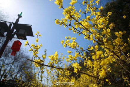 春天里的陕西 丨春日大唐芙蓉园 花开烂漫正当时