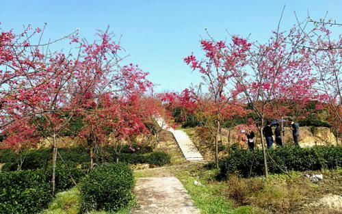 蔡家猫山樱博园：8000株樱花盛开 樱红茶绿景色美