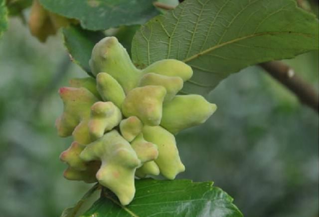 本草衍义|老祖宗的好办法一味中药治牙疼，不用吃，一涂抹就好