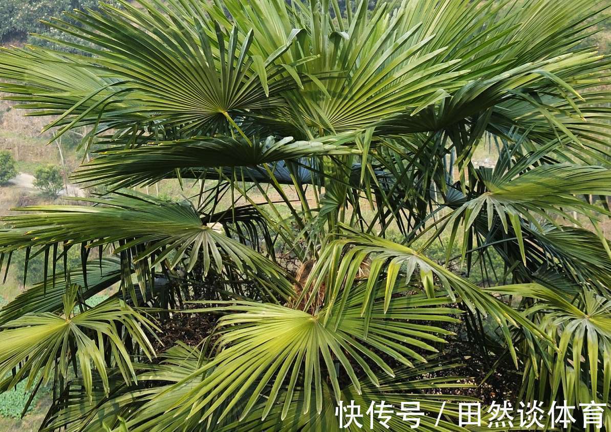 龟背竹|客厅摆放的4种绿植,不仅四季常青,还高贵典雅,品位不俗