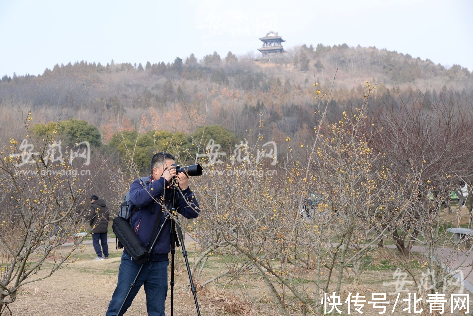 梅园|淮南梅园梅花绽放 市民前往游玩（组图）