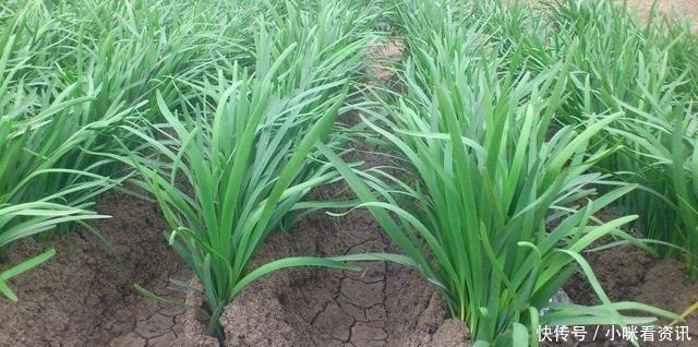 韭菜|吃不完的韭菜,放冰箱就错了,菜农教我土方法,放10天照样新鲜