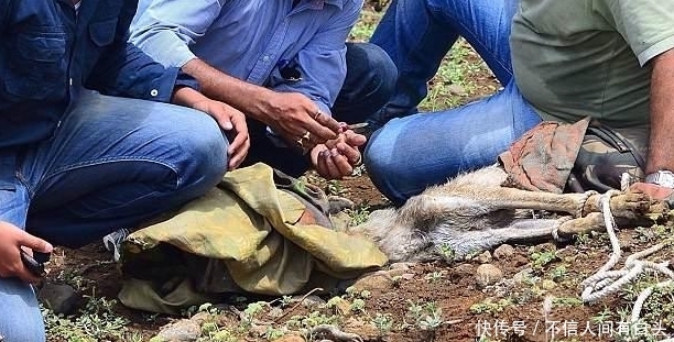凑近|小伙野外发现“无头”生物，好奇凑近一瞧，顿时扎心了