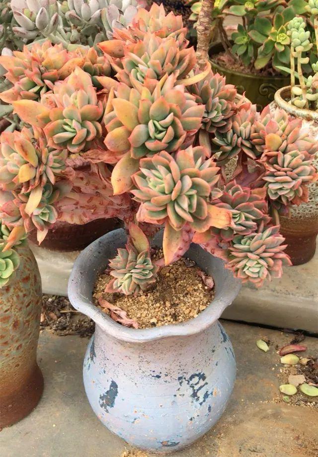 姐姐养了9年的多肉,没有买肥就用它,个个长成精!