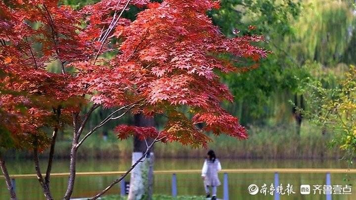 济南植物园|济南东郊赏秋基地，济南植物园浓墨重彩一片火红