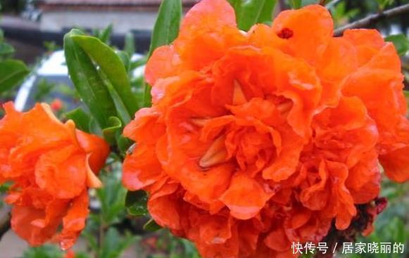 新手|新手养护花卉,就养比石榴花好看,比牡丹富贵的花卉,沾土就活!