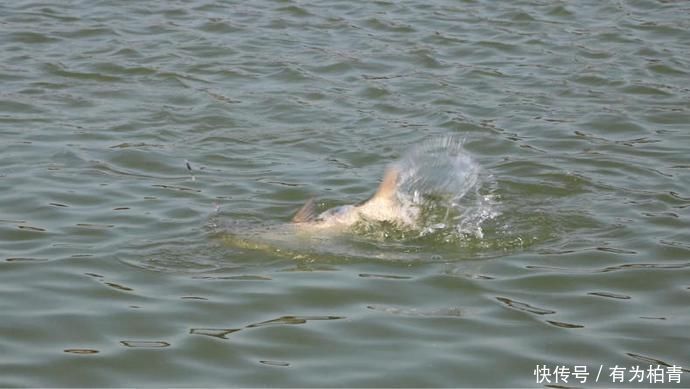 爆发力|盛夏野钓鲢鳙三步走,黑漂一个连一个,让你提竿到手抖