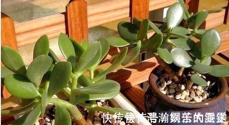 买盆景太贵此2种花插一根枝就能活,1年成老桩,越养越“值钱”