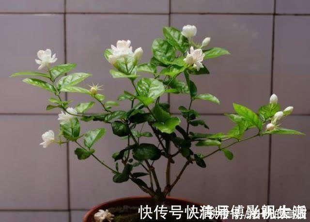 新手|养茉莉花有5个常见问题,对于新手来说,避免才能花开不断不黄叶