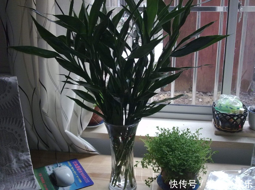 新手养富贵竹,此方法最好,强根壮茎不黄叶,富贵才能进家门