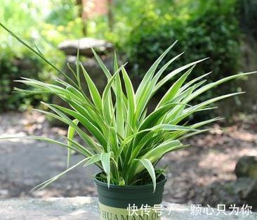 吊兰叶片发黄，叶尖发黑怎么办，学3招轻松解决，预防措施要牢记