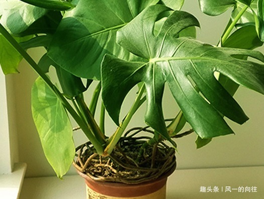 有钱人在客厅都喜欢养这三种绿植,既招财又能接好运,吸甲醛一流