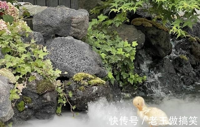 高晓松|他毕业后没上过一天班，参加《最强大脑》是为了玩，退赛后咋样了