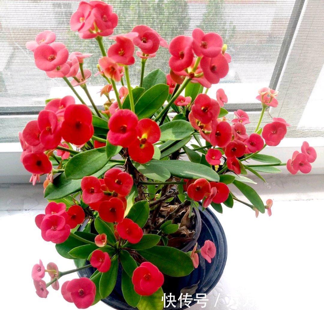 容易因多浇水而死的“10种花”,想要养好,管住手,少浇水