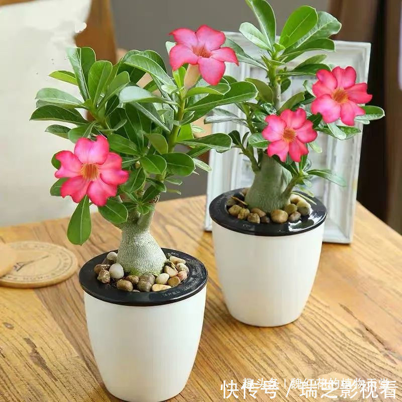 超级好养的8种花,1个月不浇水也死不了!