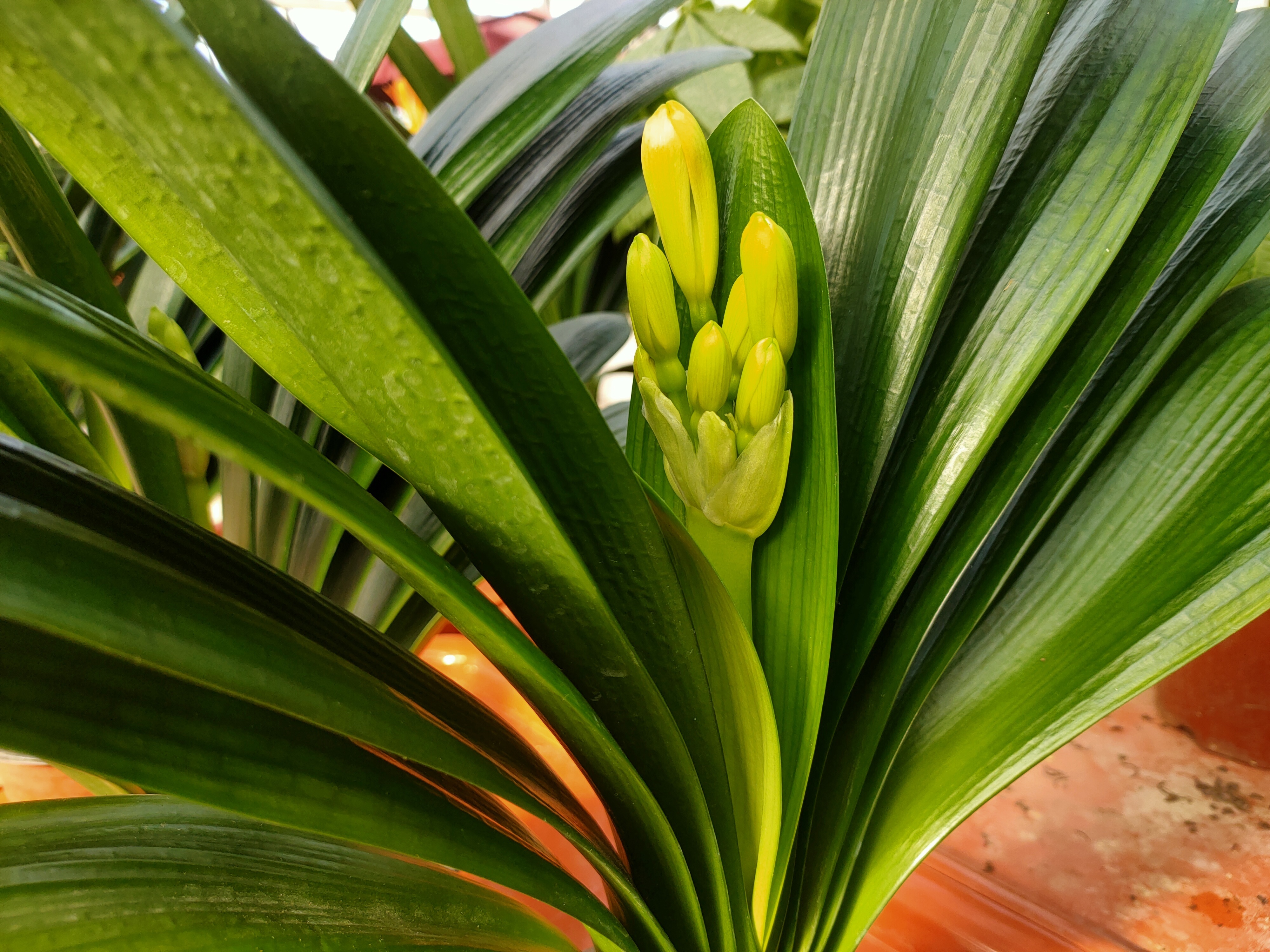 老太太|花盆里撒一把,不用再施肥,花儿仍然可以叶片翠绿,花开得更久