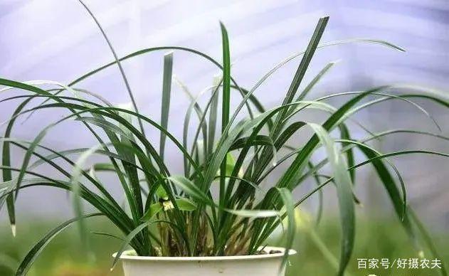 都说兰花阴长苗、阳易花,怎样才能花苗并旺一句口诀就解释清楚