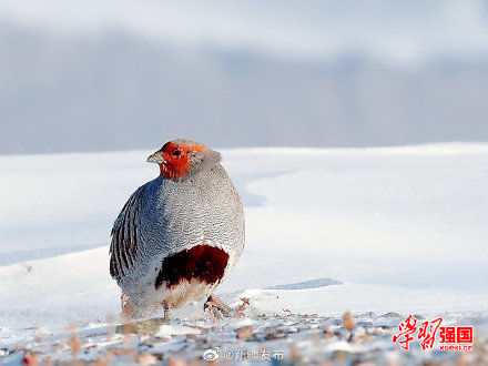 托里|新疆托里：好呆萌！灰山鹑雪地埋头觅食