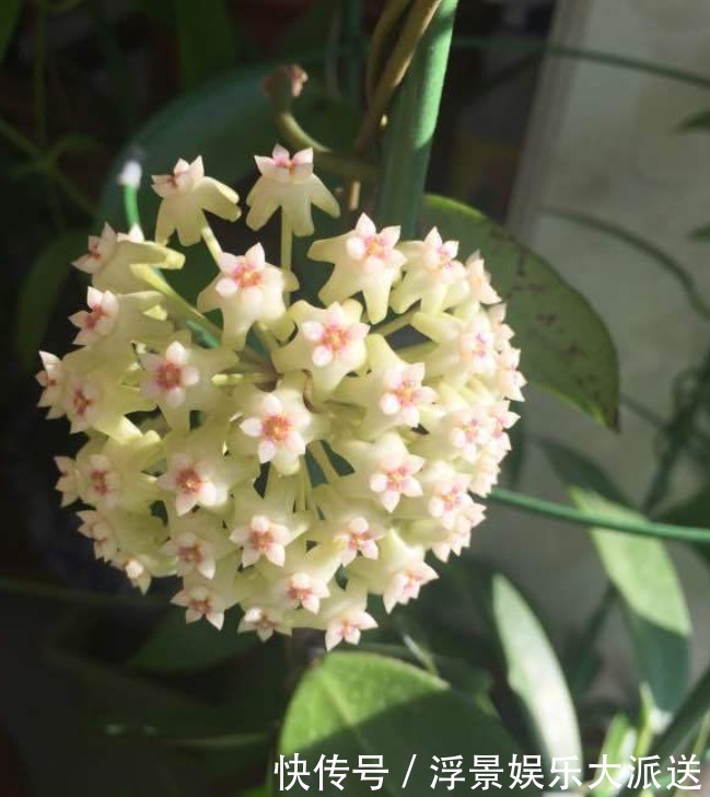 名花|喜欢菊花,不如试试“世界名花”大丽花,花开色彩瑰丽,花朵优美