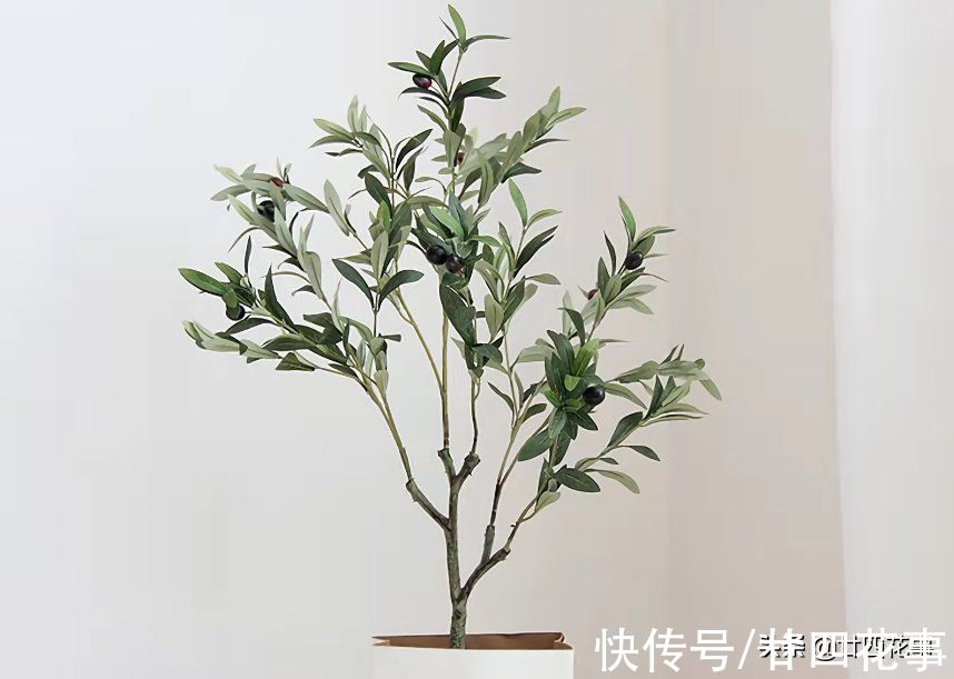 扔掉绿萝发财树吧,这七种植物漂亮显高级,养在客厅,大气有格调