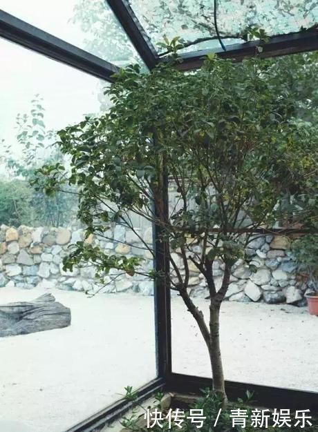 桃花源|20多岁的年龄差距,却把一个破烂的农家小院变成了“桃花源”