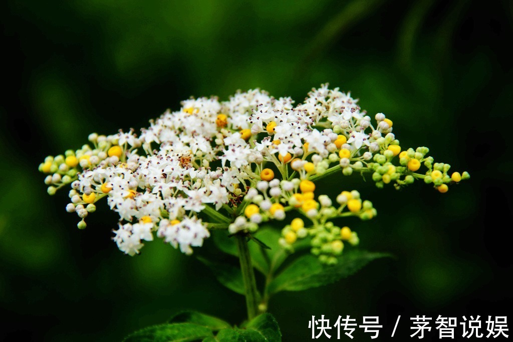 草药|一分钱不花就可治疗颈椎病腰椎病的草药,血满草,接骨草