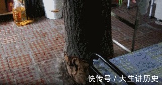 大树|15米大树穿过20㎡老屋,一家人害怕遭雷劈,出价8万挖走也不敢卖
