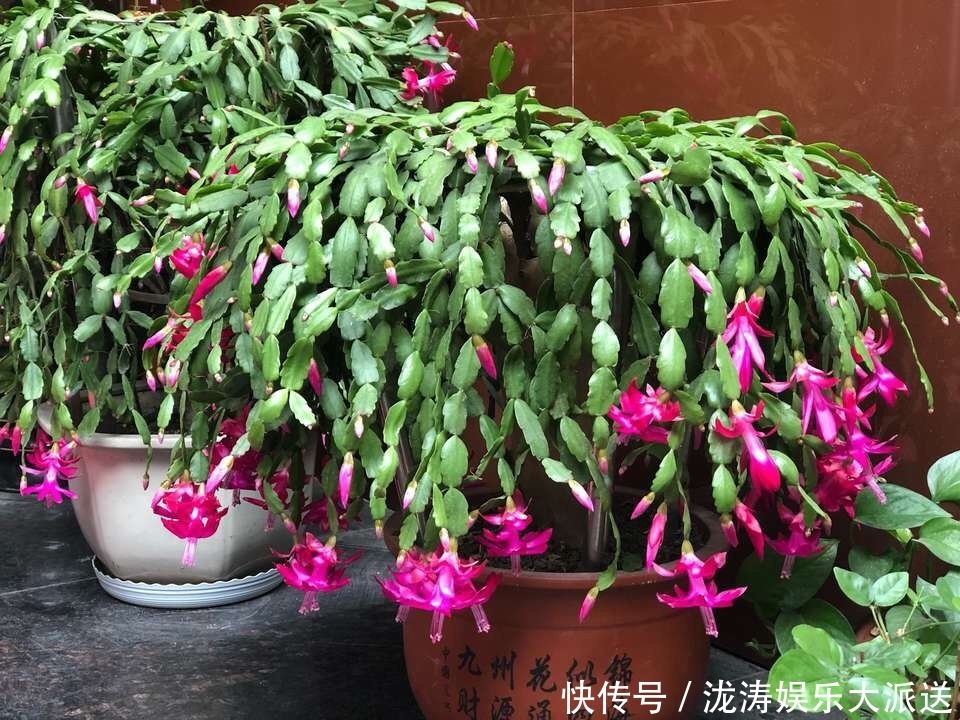 浇水|进入6月,养长寿花蟹爪兰“剪几刀”,喂点小颗粒,到了9月蹭蹭长