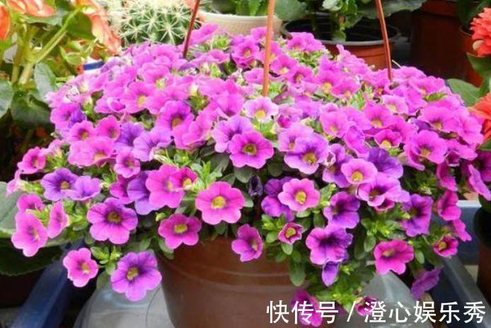 阳台|这几款花养在小院,花量大又好养,开花一茬一茬,阳台变浪漫花园