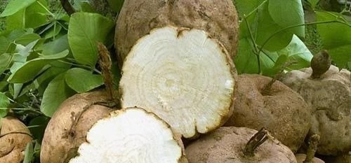 葛根|夏季养生,推荐3种食物,排毒抗衰,降压降脂,清理血管垃圾