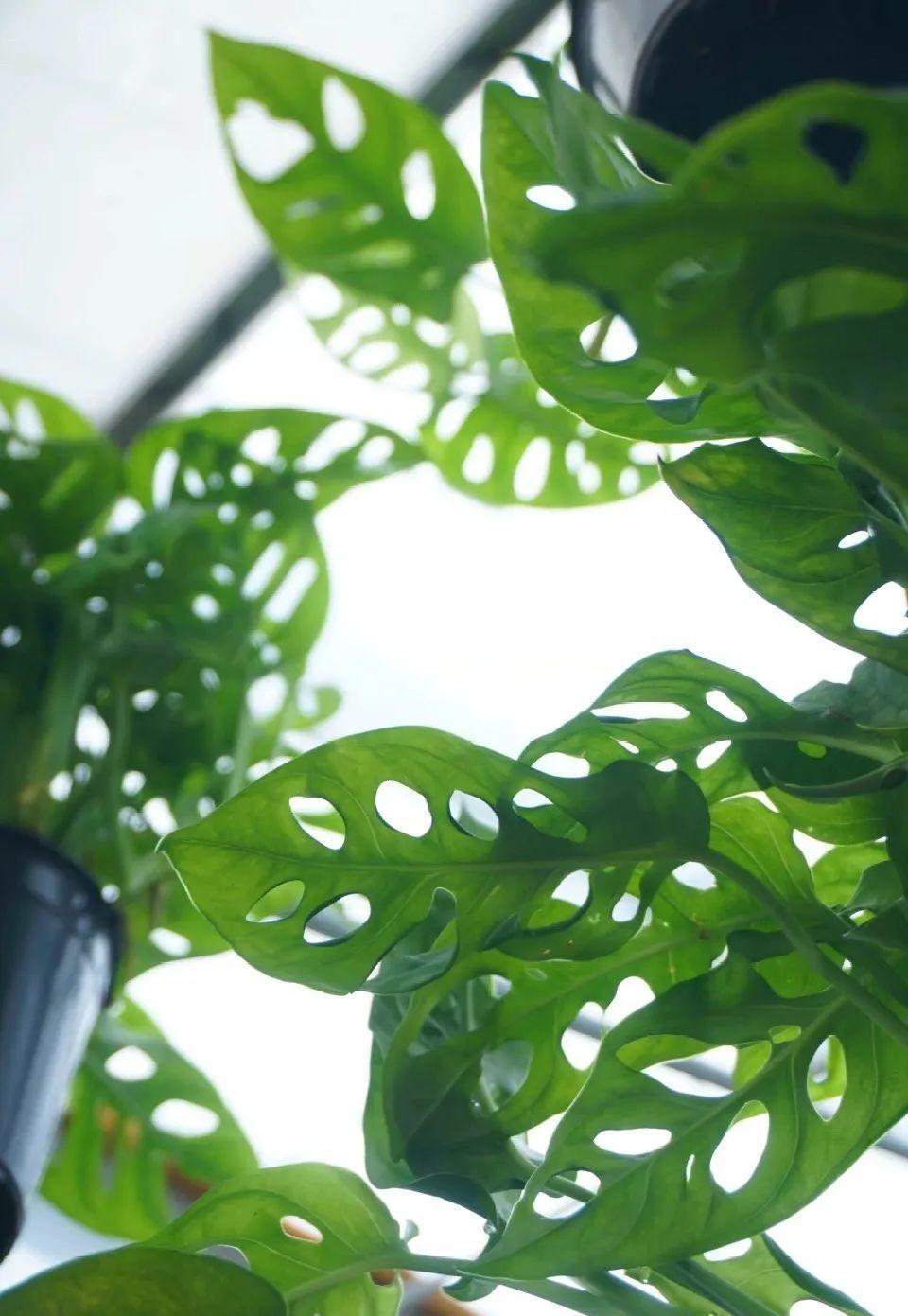 龟背竹是“吸废气”高手,家里放一盆,门窗紧闭也能空气清新!