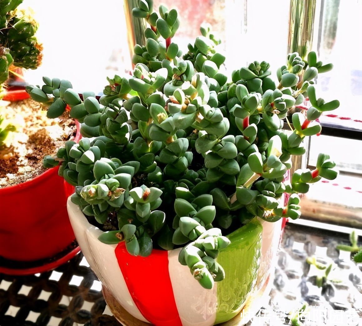  海棠|鹿角海棠变色了，绿叶变黄叶，原来是“出锦”，真是太幸运了